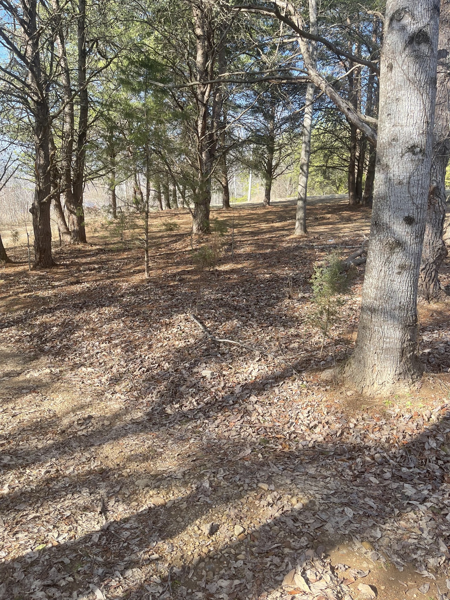 1855 Jordan Road Chapmansboro, TN 37035 - Photo 3 of 26 Gallery Image 3