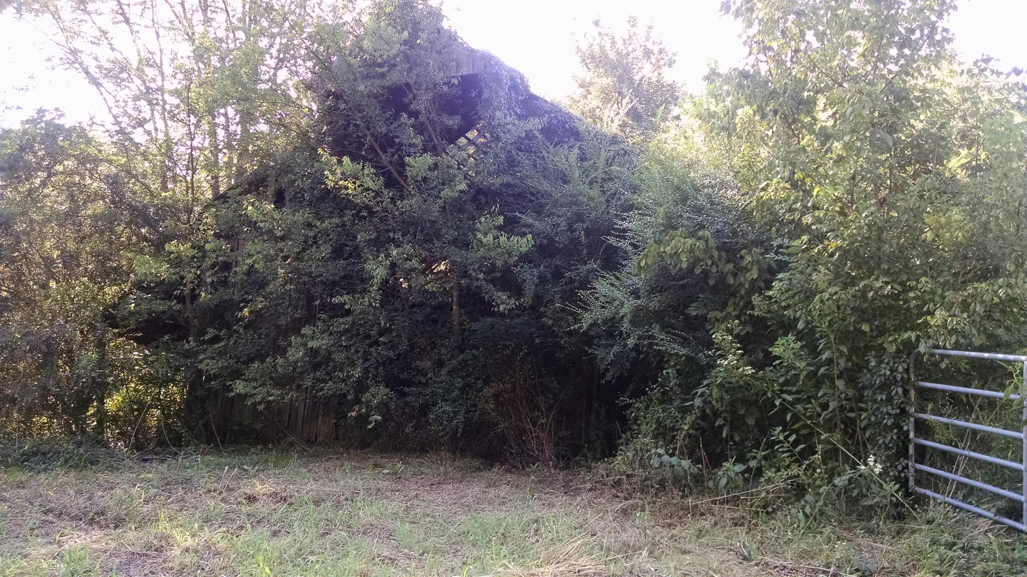 1535 Maddox Road Centerville, TN 37033 - Photo 3 of 26 a view of backyard with green space