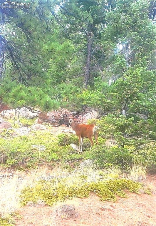 880 Burno Mountain Road Cotopaxi, CO 81223 - Photo 14 of 14 a backyard of a house with a yard and large trees