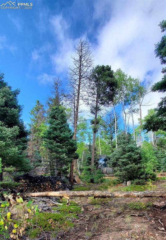 880 Burno Mountain Road Cotopaxi, CO 81223 - Photo 5 of 14 a view of a yard with plants and trees