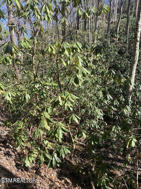 1823 Laurel Valley Way Sevierville, TN 37862 - Photo 22 of 24 023