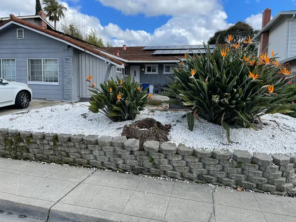 a plant is in front of a house
