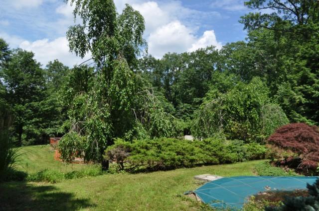 29 Cross Brook Road Roxbury, CT 06783 - Photo 1 of 1 a view of a yard with plants and a bench