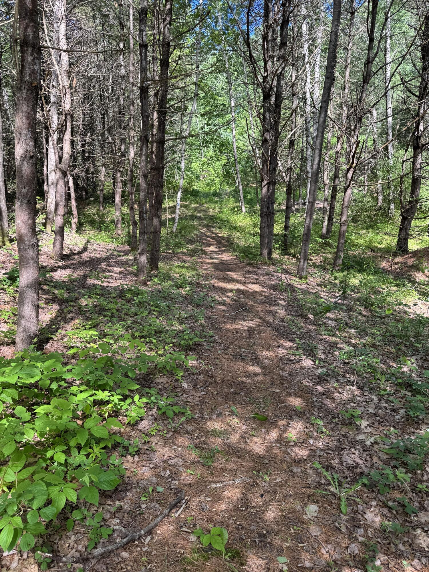 26 Martin Road Alna, ME 04535 - Photo 91 of 101 Wooded Path