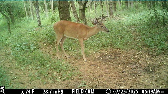 4406 Telegraph Road Pike, NY 14024 - Photo 8 of 23 Trail Camera