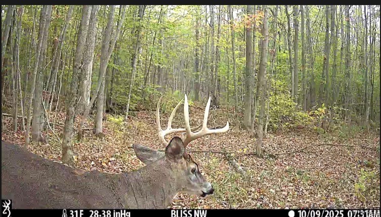4406 Telegraph Road Pike, NY 14024 - Photo 9 of 23 Trail Camera