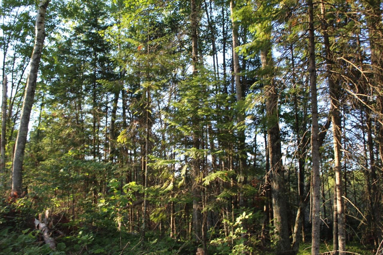3-ac Clear Lake Road Elcho, WI 54428 - Photo 2 of 38 Gallery Image 2