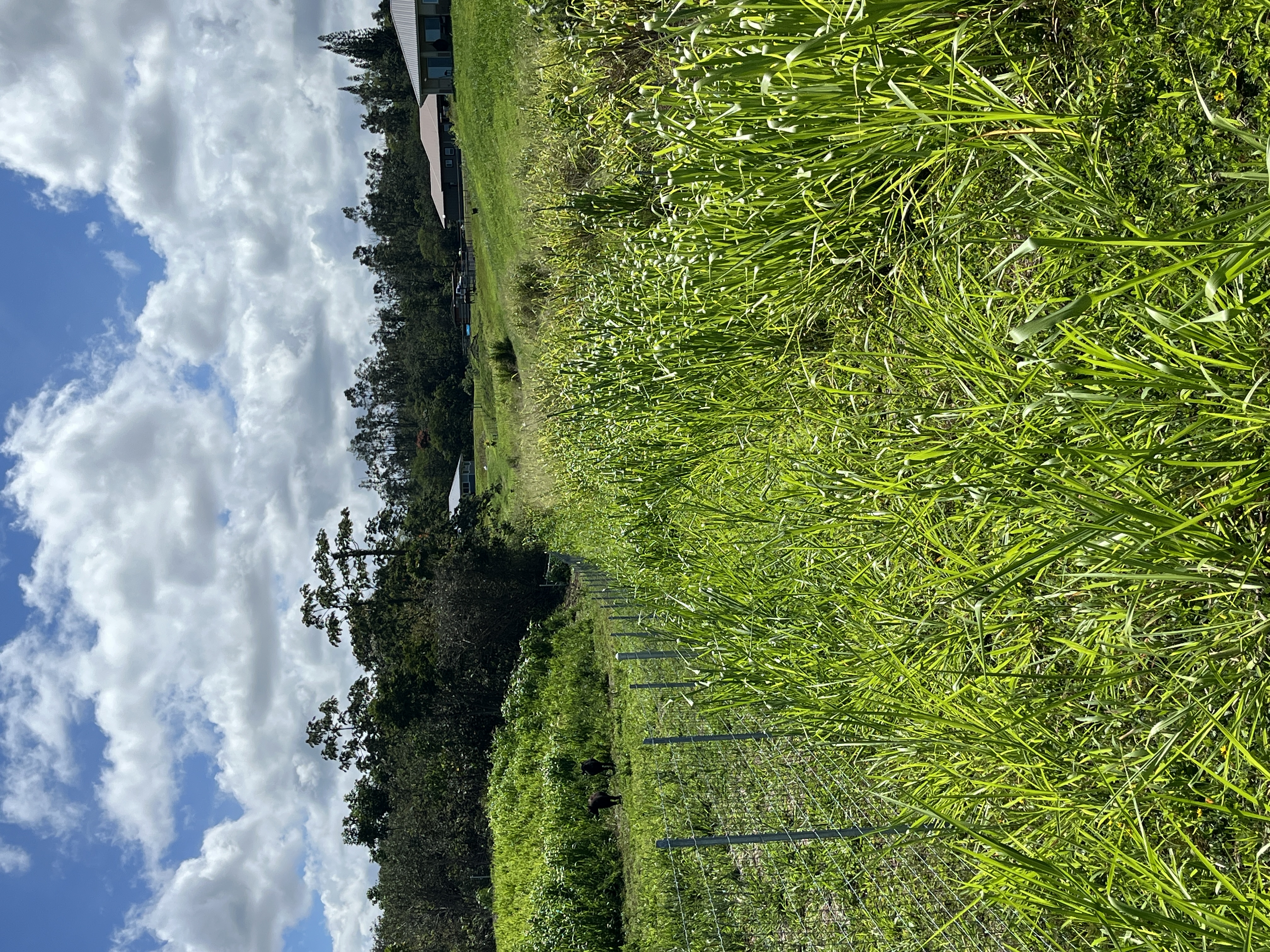 Lot A Lot A Young Road Hilo, HI 96720 - Photo 12 of 14 a view of a garden with an outdoor seating
