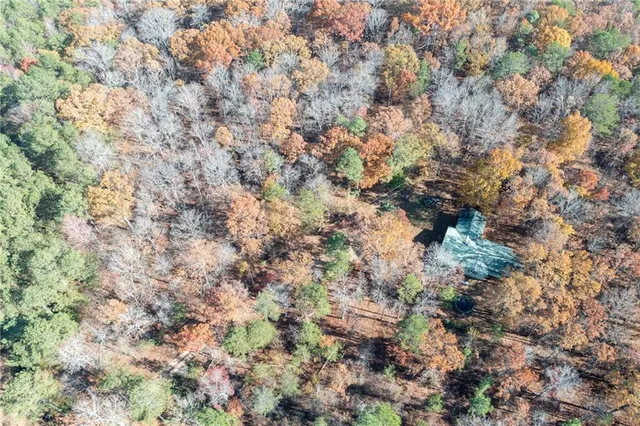 a view of a forest with a tree