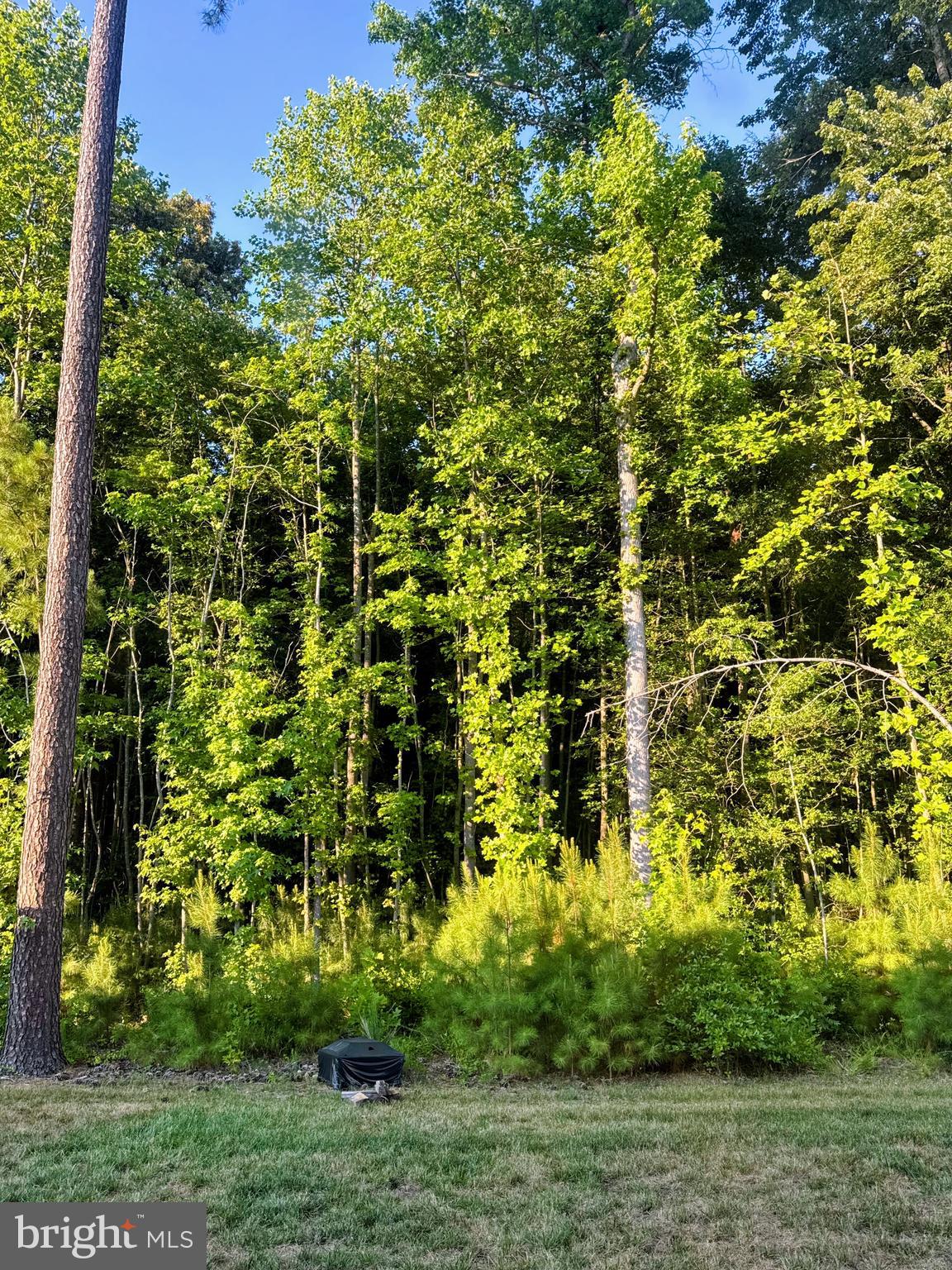185 Currant Circle Magnolia, DE 19962 - Photo 20 of 20 Backyard view of the woods