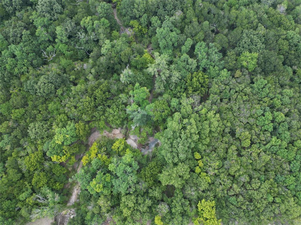 1214 Old Millwood Road Rockwall, TX 75087 - Photo 5 of 24 a view of a lush green forest