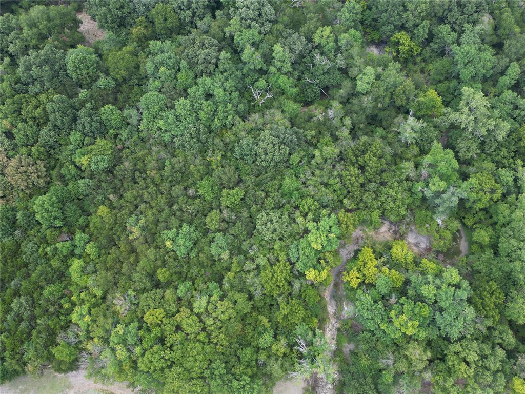 1214 Old Millwood Road Rockwall, TX 75087 - Photo 6 of 24 a view of a lush green forest