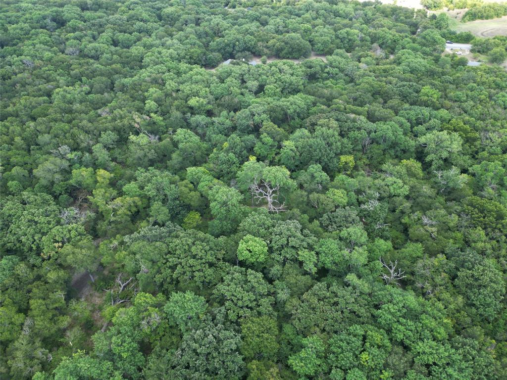 1214 Old Millwood Road Rockwall, TX 75087 - Photo 8 of 24 a view of a lush green forest