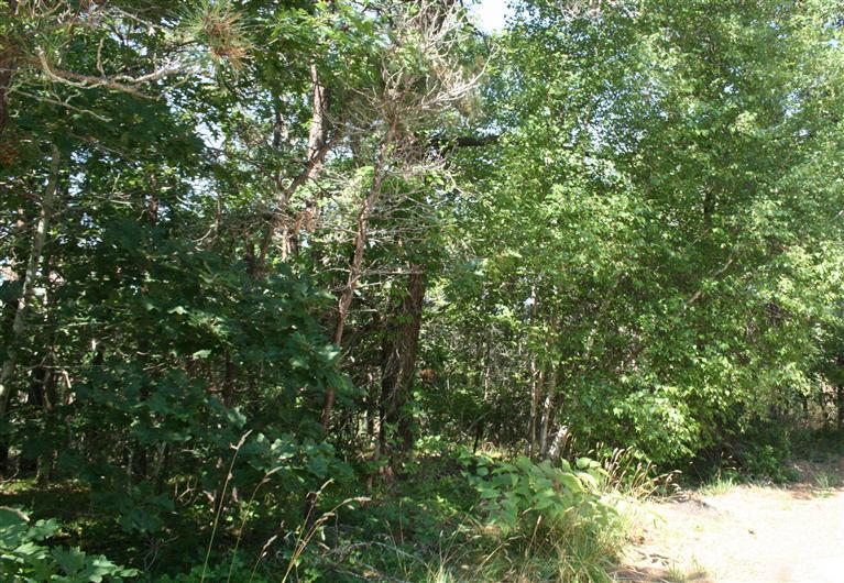 a view of a lush green forest