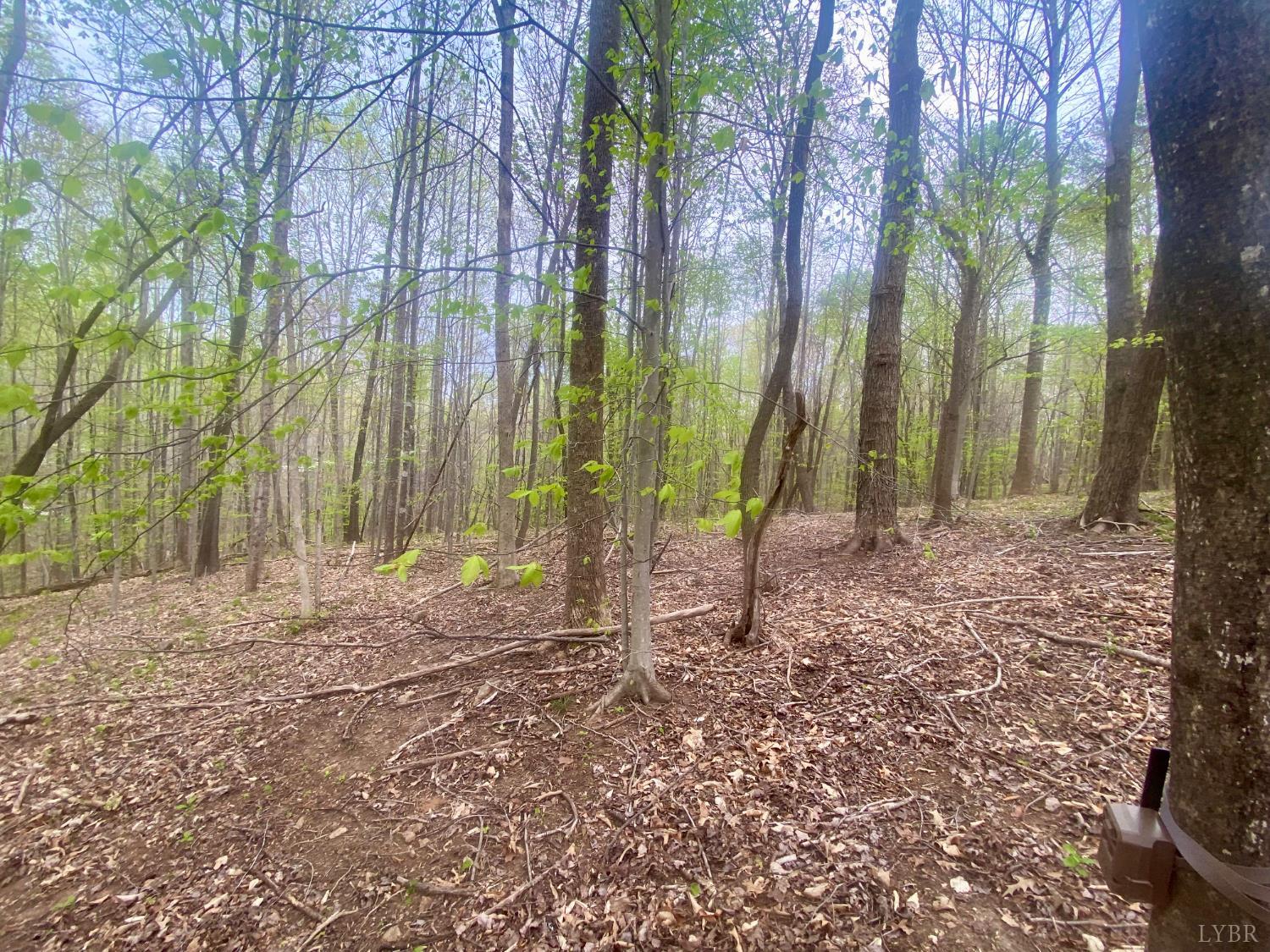 0 Rothwood Road Monroe, VA 24574 - Photo 2 of 12