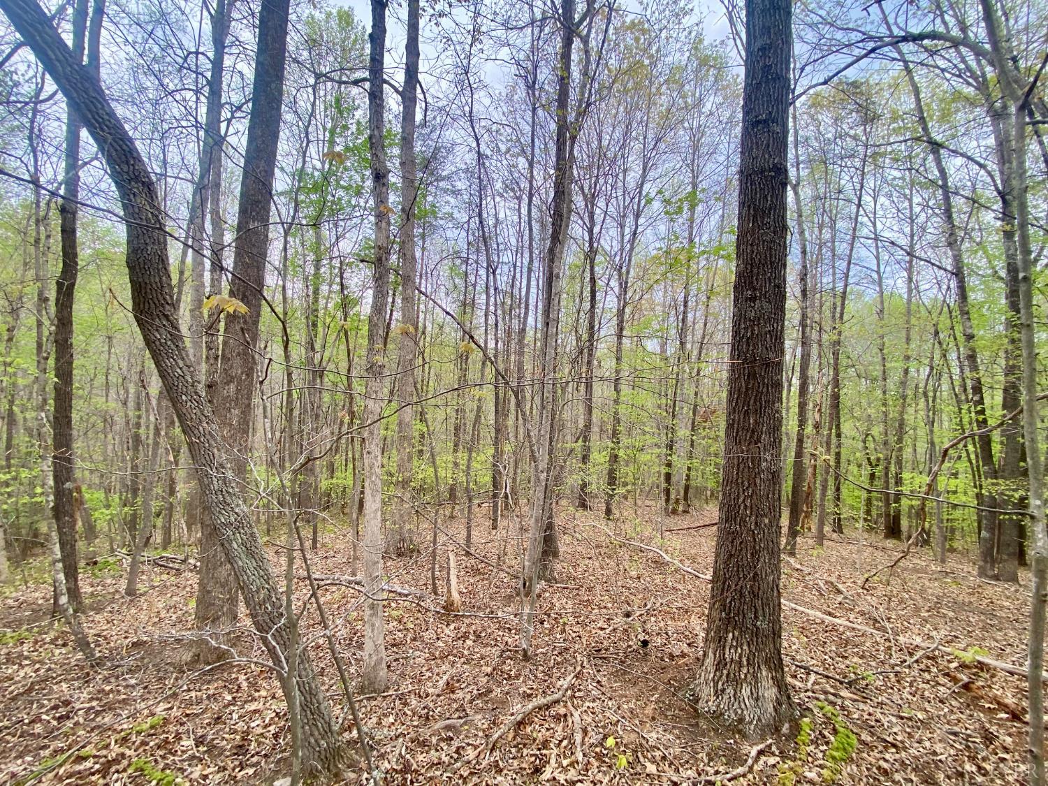 0 Rothwood Road Monroe, VA 24574 - Photo 3 of 12