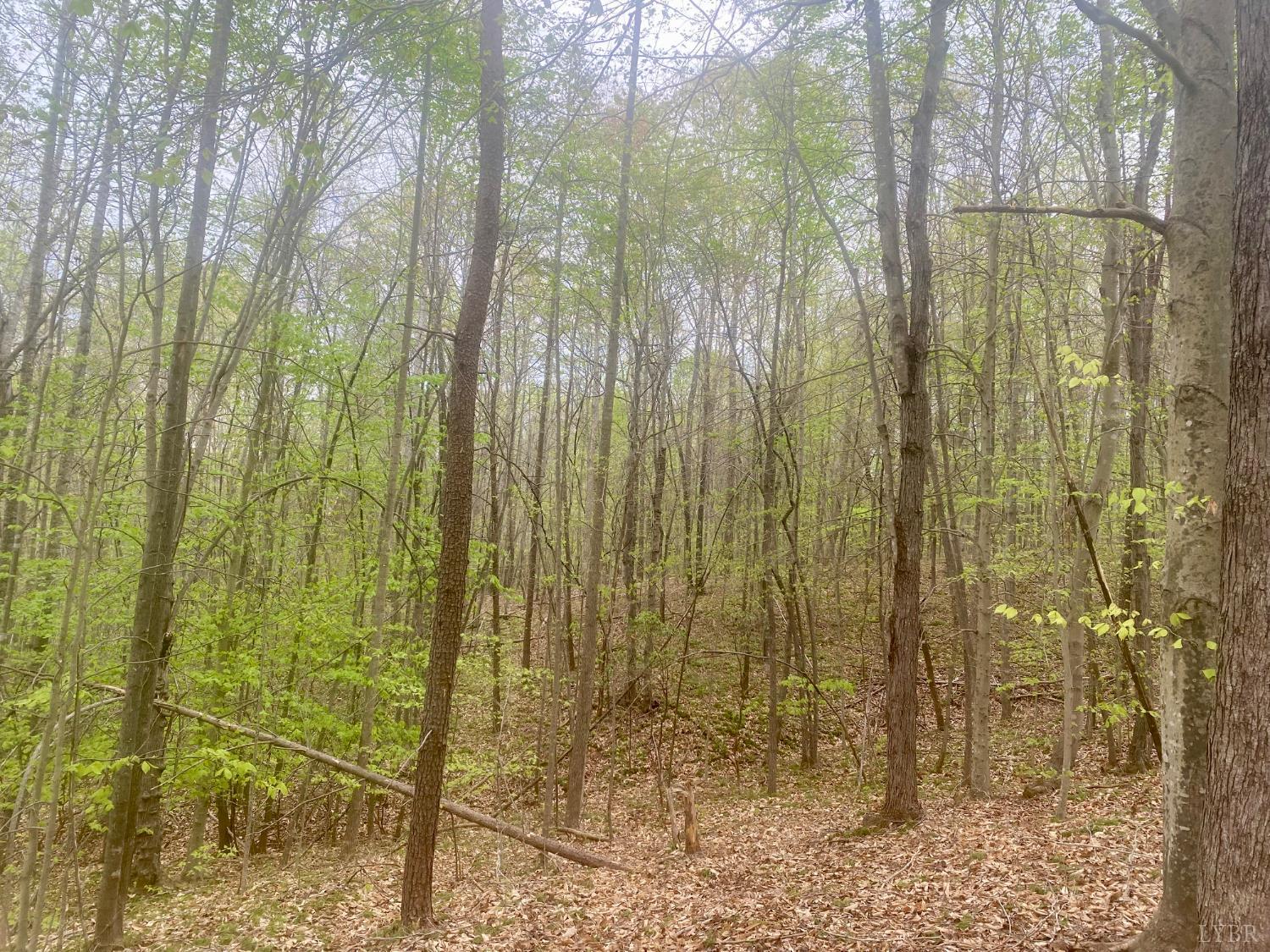 0 Rothwood Road Monroe, VA 24574 - Photo 4 of 12