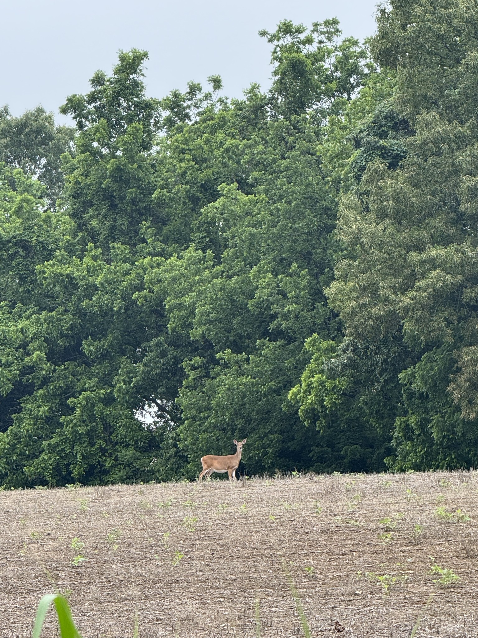 325 Harts Mill Road Atwood, TN 38220 - Photo 1 of 44