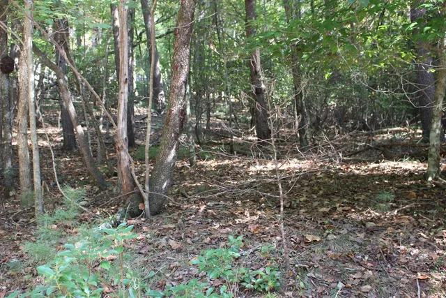 $23,000 | Lot 546 North Satsuma Court, Ellijay, GA 30540