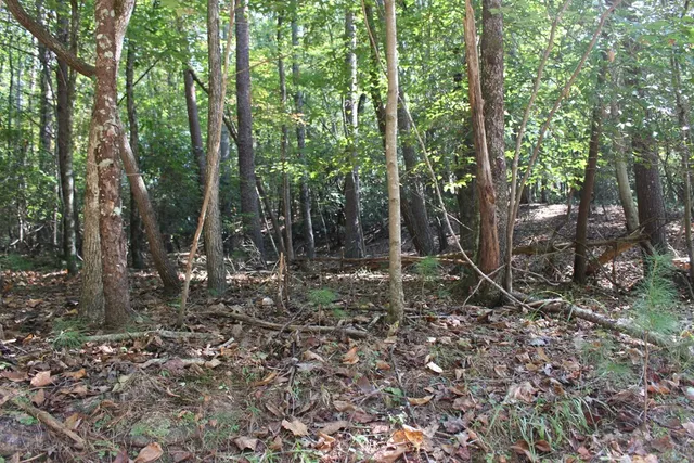 $23,000 | Lot 546 North Satsuma Court, Ellijay, GA 30540