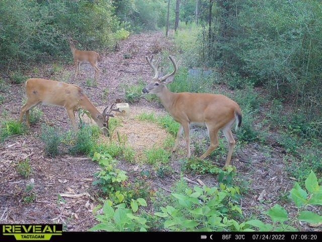 0 Jack Crum Road Crawfordville, FL 32327 - Photo 1 of 15 Gallery Image 1
