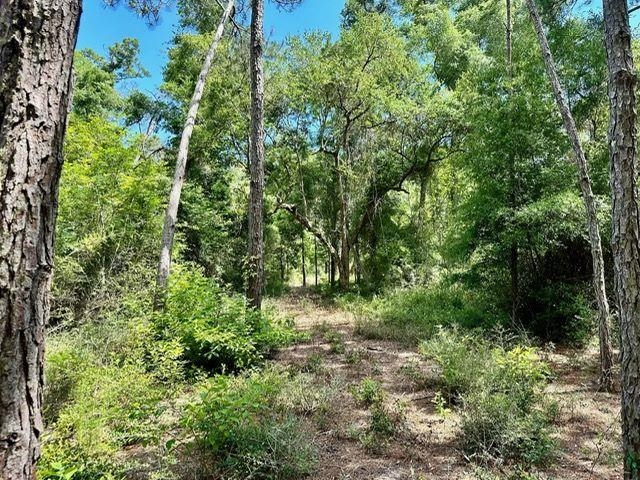 0 Jack Crum Road Crawfordville, FL 32327 - Photo 13 of 15 Gallery Image 13