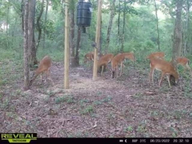 0 Jack Crum Road Crawfordville, FL 32327 - Photo 3 of 15 Gallery Image 3