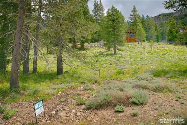 a view of a yard with plants and trees