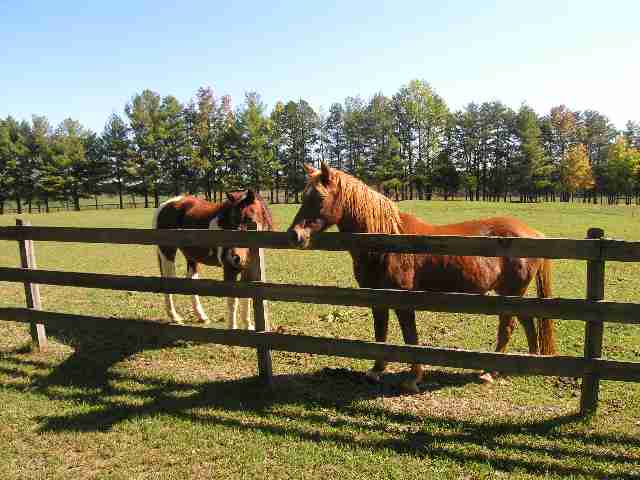 655 Alverson Road Campobello, SC 29322 - Photo 17 of 18