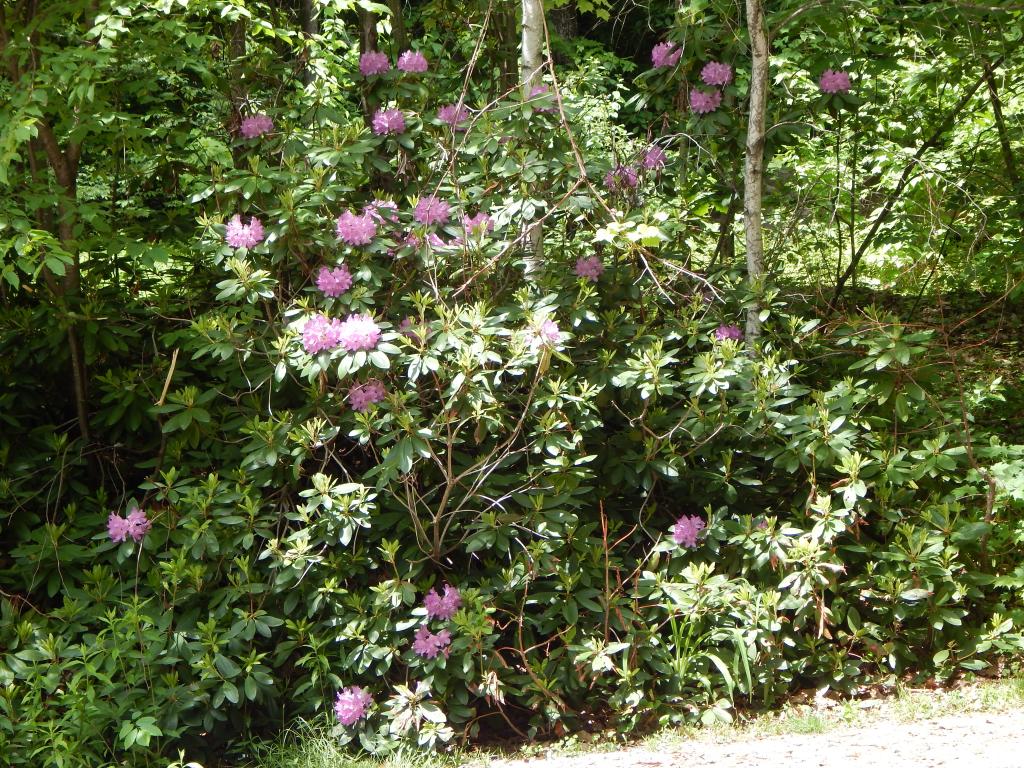 244 Winch Hill Road Swanzey, NH 03446 - Photo 26 of 29 Gallery Image 26