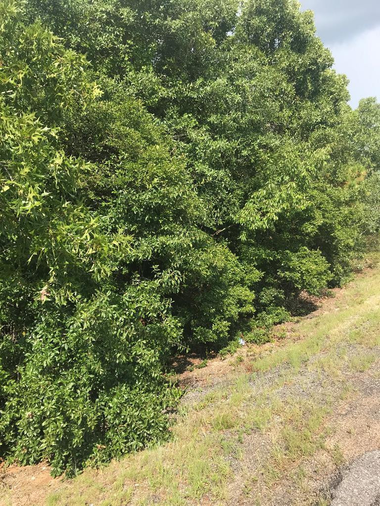 Lot 7 Legion Road Warrenville, SC 29851 - Photo 1 of 1