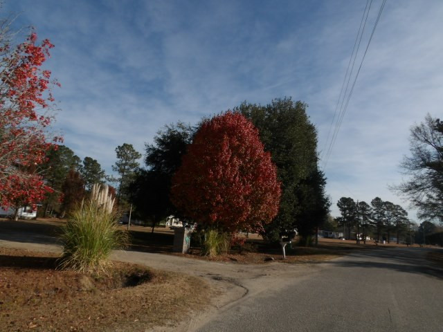 46 Leahs Loop Greeleyville, SC 29056 - Photo 4 of 12 Gallery Image 4