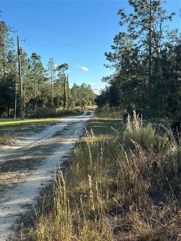 a view of a tree in a forest