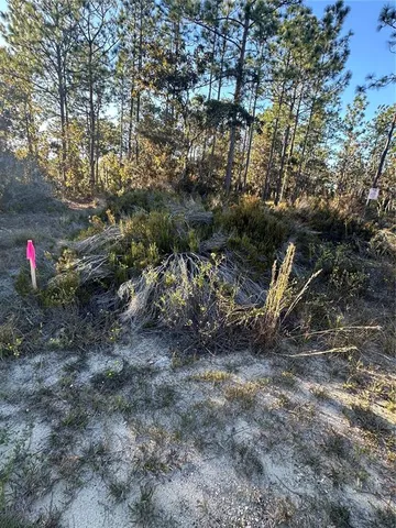 a view of a fire pit with large trees