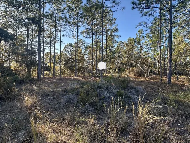 a view of a forest with lots of trees