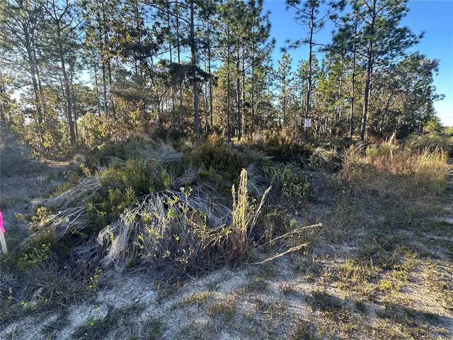 a view of a yard with plants and large trees