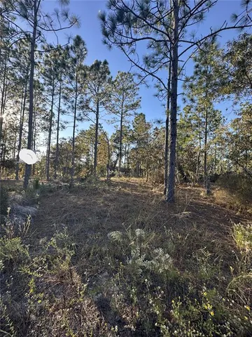 a view of a forest with large trees
