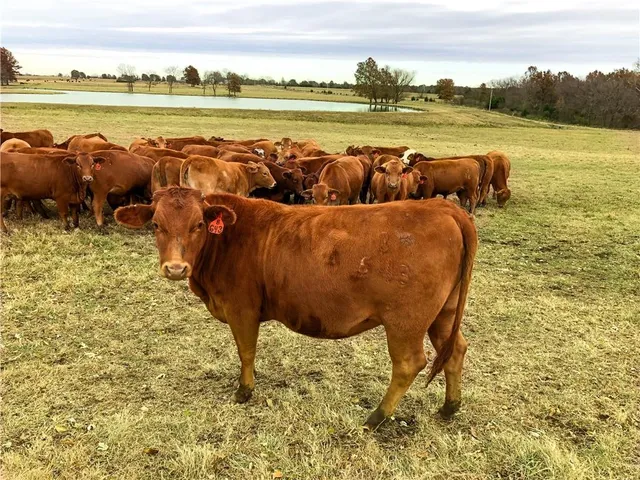 $929,000 | 376 Northwest 90th Road, Sheldon, MO 64784