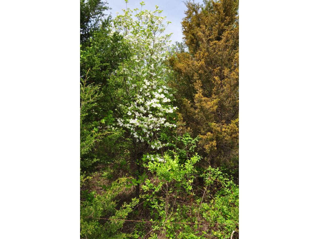 Tbd Brethren Church Road Johnson City, TN 37615 - Photo 14 of 14 Lots of Dogwoods