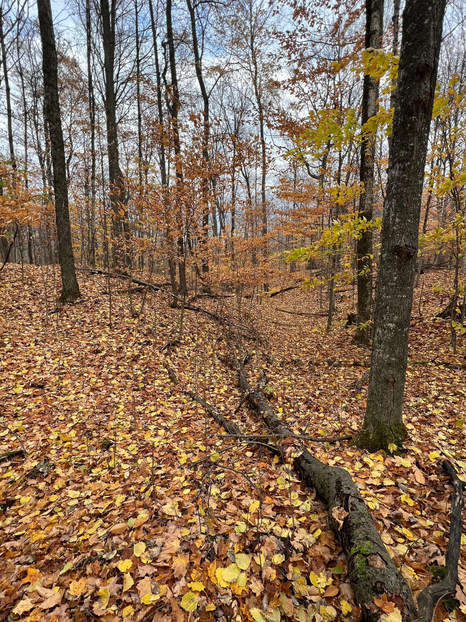 2768 Division Road Pellston, MI 49769 - Photo 15 of 15 Gallery Image 15
