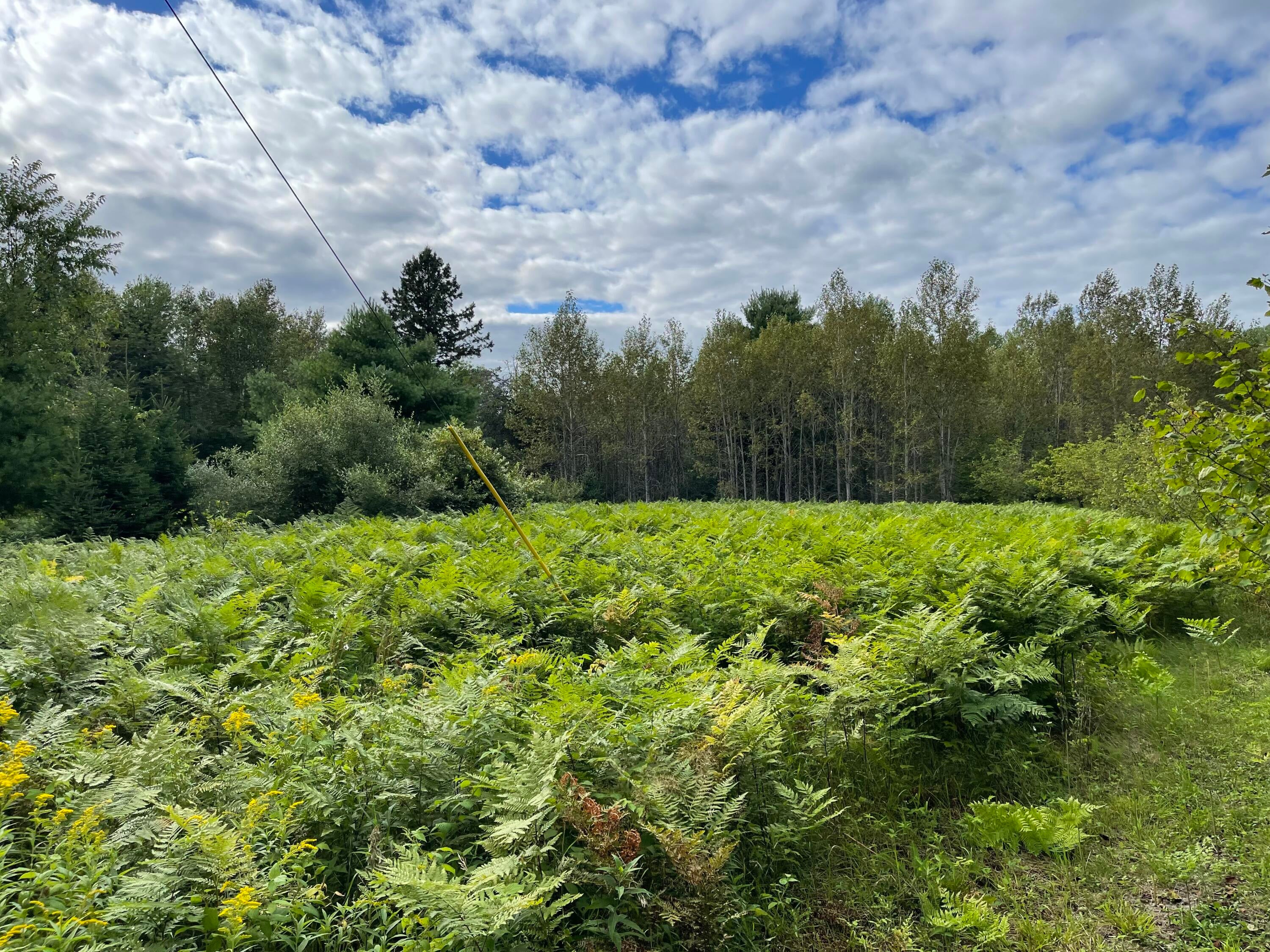 Nhn Hodgins Road Lachine, MI 49753 - Photo 9 of 15 Gallery Image 9