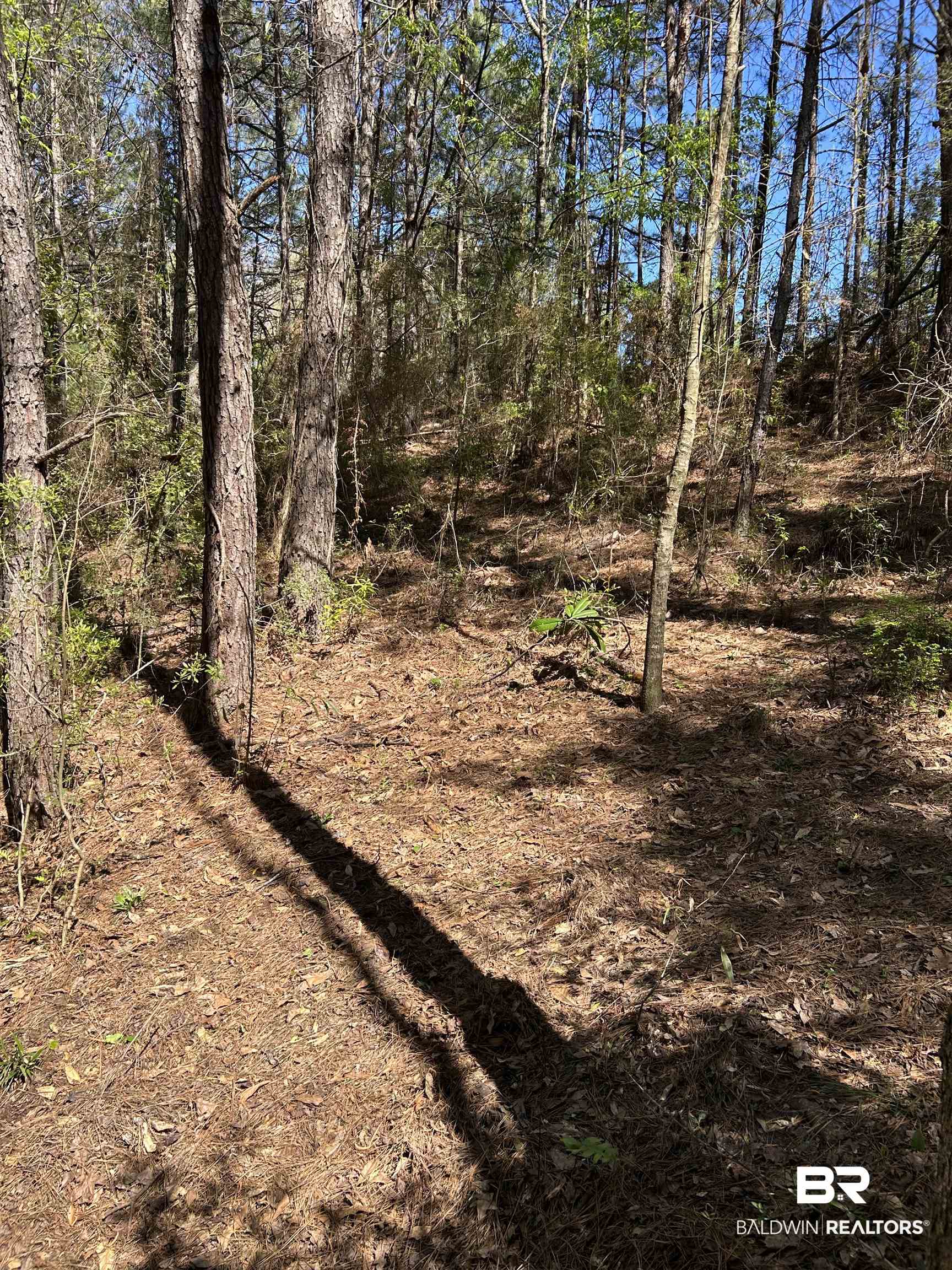0 Fleming Lane Brewton, AL 36426 - Photo 10 of 18 View of undeveloped land