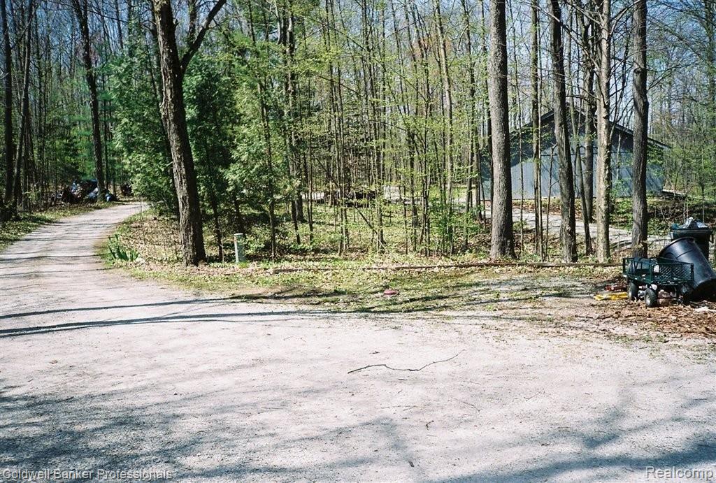 5240 Knoll Road Capac, MI 48014 - Photo 10 of 17 Woods and more woods