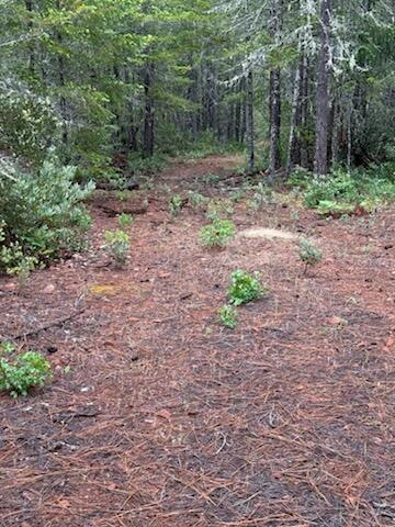 Lone Mountain Road, Unit 1300 Cave Junction, OR 97523 - Photo 3 of 15 a backyard of a house with lots of green space