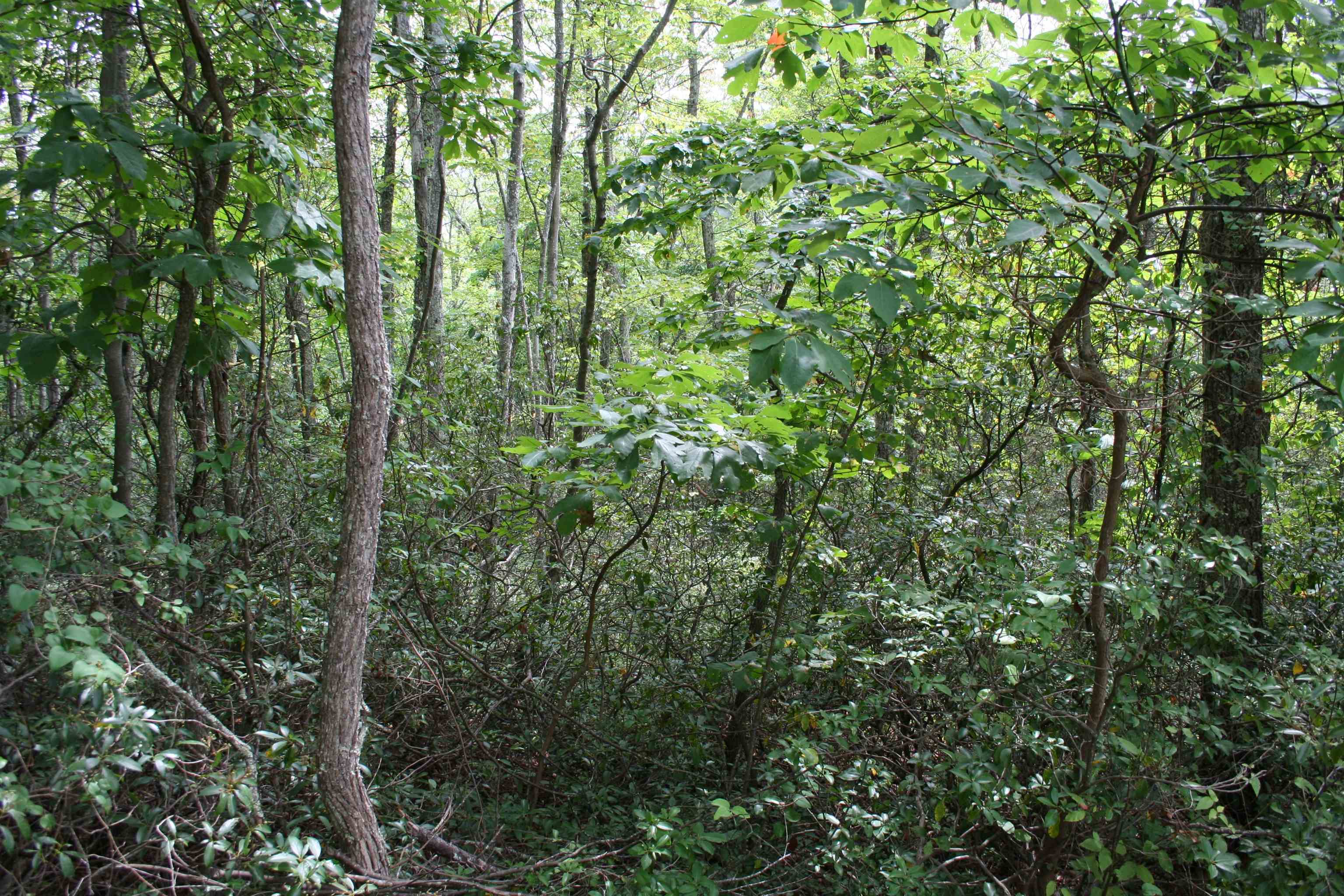 a view of a lush green forest