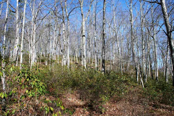 a view of lots of trees
