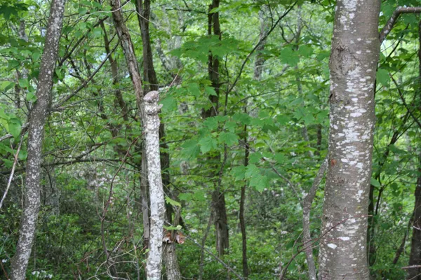 a view of a lush green forest