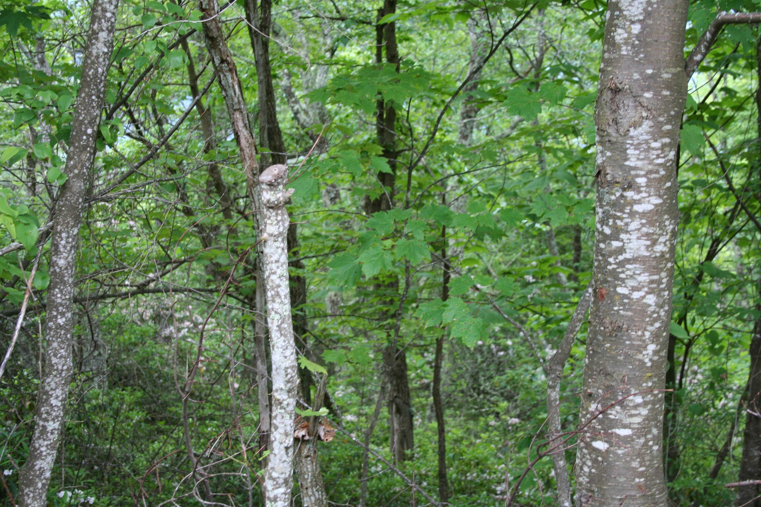 High Valley South Monterey, VA 24465 - Photo 4 of 4 a view of a lush green forest