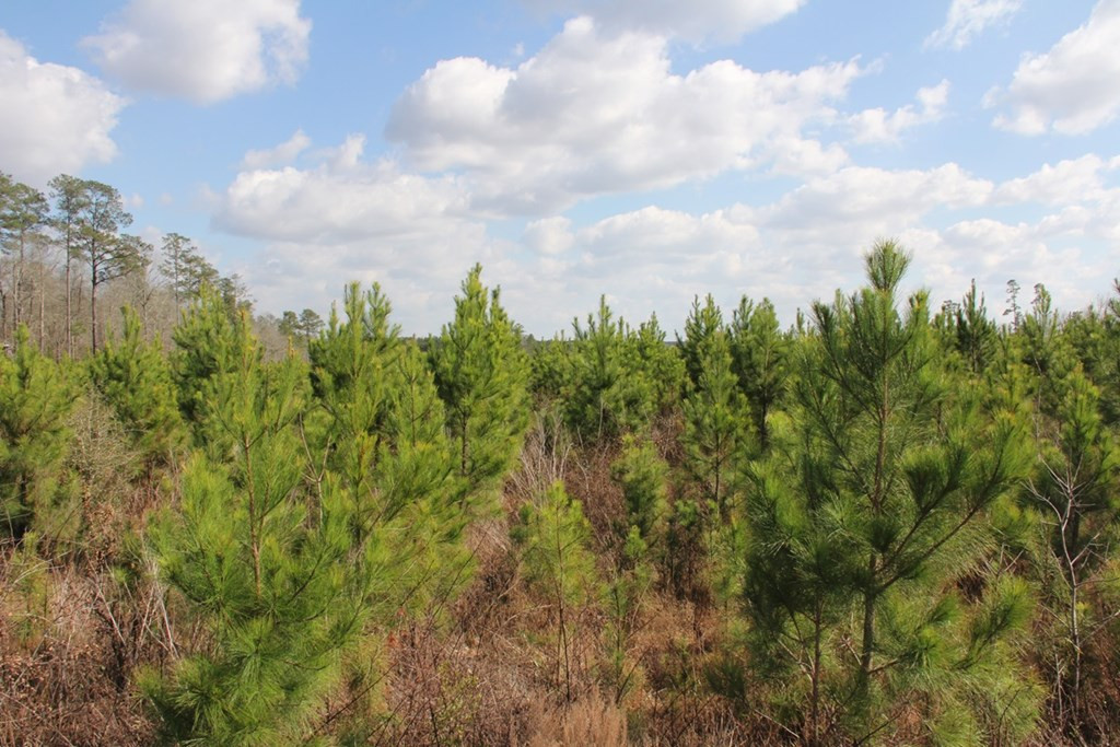 Farnum Road Orangeburg, SC 29118 - Photo 8 of 8 Photo 8