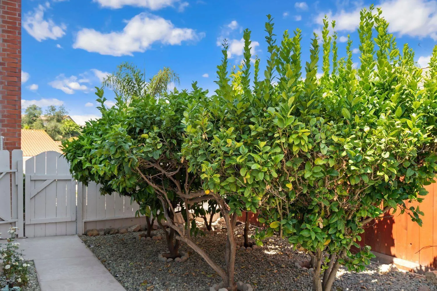 12496 Bodega Road San Diego, CA 92128 - Photo 32 of 44 a view of a bunch of trees